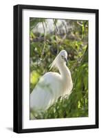 USA, Florida, Orlando, Snowy Egret, Gatorland-Lisa S. Engelbrecht-Framed Photographic Print