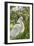 USA, Florida, Orlando, Snowy Egret, Gatorland-Lisa S. Engelbrecht-Framed Photographic Print