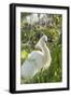 USA, Florida, Orlando, Snowy Egret, Gatorland-Lisa S. Engelbrecht-Framed Photographic Print