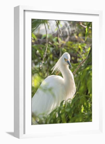 USA, Florida, Orlando, Snowy Egret, Gatorland-Lisa S. Engelbrecht-Framed Photographic Print