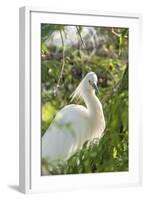 USA, Florida, Orlando, Snowy Egret, Gatorland-Lisa S. Engelbrecht-Framed Photographic Print