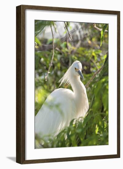 USA, Florida, Orlando, Snowy Egret, Gatorland-Lisa S. Engelbrecht-Framed Photographic Print