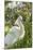 USA, Florida, Orlando, Snowy Egret, Gatorland-Lisa S. Engelbrecht-Mounted Photographic Print