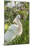 USA, Florida, Orlando, Snowy Egret, Gatorland-Lisa S. Engelbrecht-Mounted Photographic Print