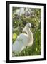 USA, Florida, Orlando, Snowy Egret, Gatorland-Lisa S. Engelbrecht-Framed Photographic Print