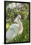 USA, Florida, Orlando, Snowy Egret, Gatorland-Lisa S. Engelbrecht-Framed Photographic Print