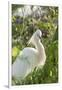 USA, Florida, Orlando, Snowy Egret, Gatorland-Lisa S. Engelbrecht-Framed Premium Photographic Print