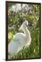 USA, Florida, Orlando, Snowy Egret, Gatorland-Lisa S. Engelbrecht-Framed Premium Photographic Print