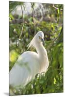 USA, Florida, Orlando, Snowy Egret, Gatorland-Lisa S. Engelbrecht-Mounted Premium Photographic Print