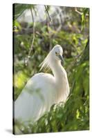 USA, Florida, Orlando, Snowy Egret, Gatorland-Lisa S. Engelbrecht-Stretched Canvas