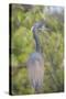 USA, Florida, Orlando. tricolored heron at Gatorland.-Lisa S. Engelbrecht-Stretched Canvas