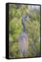 USA, Florida, Orlando. tricolored heron at Gatorland.-Lisa S. Engelbrecht-Framed Stretched Canvas