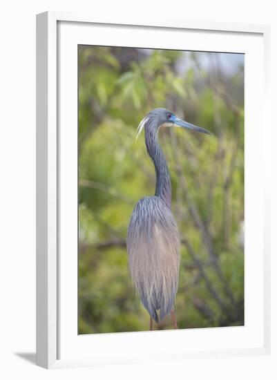 USA, Florida, Orlando. tricolored heron at Gatorland.-Lisa S. Engelbrecht-Framed Photographic Print