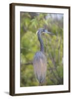 USA, Florida, Orlando. tricolored heron at Gatorland.-Lisa S. Engelbrecht-Framed Photographic Print