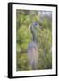 USA, Florida, Orlando. tricolored heron at Gatorland.-Lisa S. Engelbrecht-Framed Photographic Print