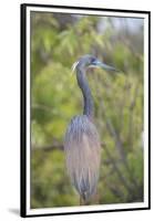 USA, Florida, Orlando. tricolored heron at Gatorland.-Lisa S. Engelbrecht-Framed Premium Photographic Print