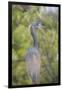 USA, Florida, Orlando. tricolored heron at Gatorland.-Lisa S. Engelbrecht-Framed Premium Photographic Print