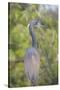 USA, Florida, Orlando. tricolored heron at Gatorland.-Lisa S. Engelbrecht-Stretched Canvas