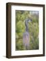 USA, Florida, Orlando. tricolored heron at Gatorland.-Lisa S. Engelbrecht-Framed Photographic Print