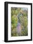 USA, Florida, Orlando. tricolored heron at Gatorland.-Lisa S. Engelbrecht-Framed Photographic Print