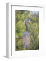 USA, Florida, Orlando. tricolored heron at Gatorland.-Lisa S. Engelbrecht-Framed Photographic Print