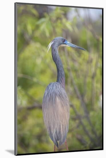 USA, Florida, Orlando. tricolored heron at Gatorland.-Lisa S. Engelbrecht-Mounted Photographic Print