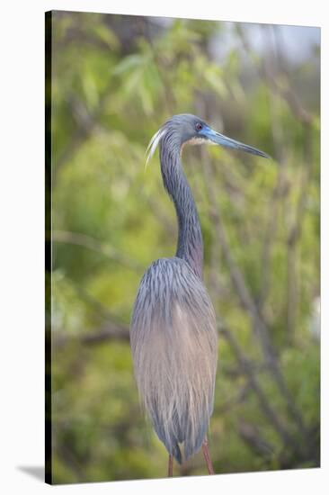 USA, Florida, Orlando. tricolored heron at Gatorland.-Lisa S. Engelbrecht-Stretched Canvas