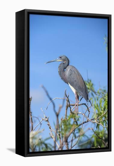 USA, Florida, Orlando, Tricolored Heron, Gatorland-Lisa S. Engelbrecht-Framed Stretched Canvas