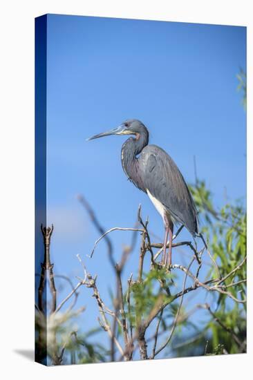 USA, Florida, Orlando, Tricolored Heron, Gatorland-Lisa S. Engelbrecht-Stretched Canvas