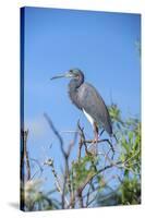 USA, Florida, Orlando, Tricolored Heron, Gatorland-Lisa S. Engelbrecht-Stretched Canvas