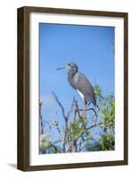 USA, Florida, Orlando, Tricolored Heron, Gatorland-Lisa S. Engelbrecht-Framed Photographic Print