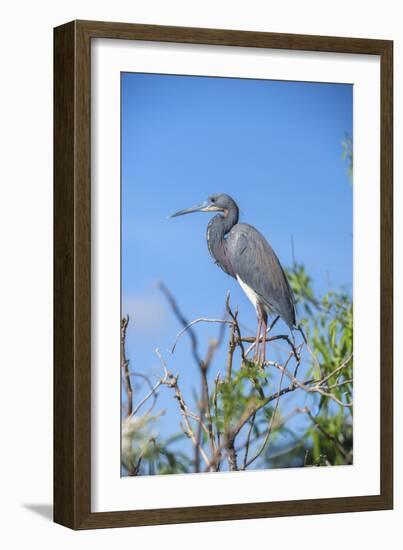 USA, Florida, Orlando, Tricolored Heron, Gatorland-Lisa S. Engelbrecht-Framed Photographic Print