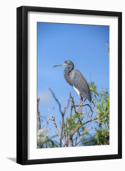 USA, Florida, Orlando, Tricolored Heron, Gatorland-Lisa S. Engelbrecht-Framed Photographic Print