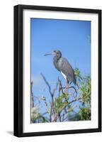 USA, Florida, Orlando, Tricolored Heron, Gatorland-Lisa S. Engelbrecht-Framed Photographic Print