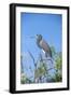 USA, Florida, Orlando, Tricolored Heron, Gatorland-Lisa S. Engelbrecht-Framed Photographic Print