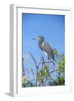 USA, Florida, Orlando, Tricolored Heron, Gatorland-Lisa S. Engelbrecht-Framed Photographic Print