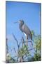 USA, Florida, Orlando, Tricolored Heron, Gatorland-Lisa S. Engelbrecht-Mounted Photographic Print