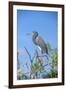 USA, Florida, Orlando, Tricolored Heron, Gatorland-Lisa S. Engelbrecht-Framed Photographic Print