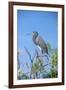 USA, Florida, Orlando, Tricolored Heron, Gatorland-Lisa S. Engelbrecht-Framed Photographic Print