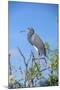USA, Florida, Orlando, Tricolored Heron, Gatorland-Lisa S. Engelbrecht-Mounted Photographic Print