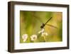 USA, Florida, Orlando Wetlands Park. Dragonfly on blossom.-Jaynes Gallery-Framed Photographic Print