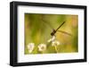 USA, Florida, Orlando Wetlands Park. Dragonfly on blossom.-Jaynes Gallery-Framed Photographic Print