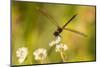 USA, Florida, Orlando Wetlands Park. Dragonfly on blossom.-Jaynes Gallery-Mounted Photographic Print