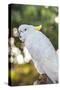 USA, Florida, Orlando. White Cockatoo at Gatorland.-Lisa S. Engelbrecht-Stretched Canvas