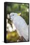 USA, Florida, Orlando. White Cockatoo at Gatorland.-Lisa S. Engelbrecht-Framed Stretched Canvas