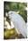 USA, Florida, Orlando. White Cockatoo at Gatorland.-Lisa S. Engelbrecht-Stretched Canvas