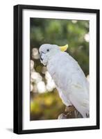 USA, Florida, Orlando. White Cockatoo at Gatorland.-Lisa S. Engelbrecht-Framed Photographic Print