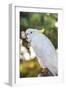 USA, Florida, Orlando. White Cockatoo at Gatorland.-Lisa S. Engelbrecht-Framed Photographic Print