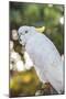 USA, Florida, Orlando. White Cockatoo at Gatorland.-Lisa S. Engelbrecht-Mounted Photographic Print