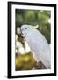 USA, Florida, Orlando. White Cockatoo at Gatorland.-Lisa S. Engelbrecht-Framed Photographic Print